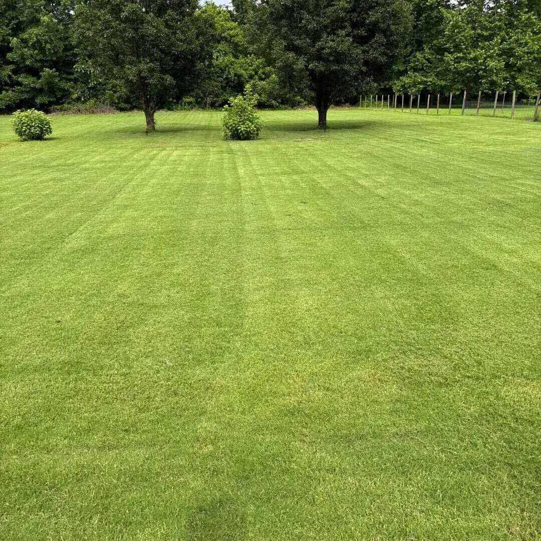 Lawn weed control results in Jackson, TN — thick, weed-free bermuda grass after West TN Lawn & Pest treatment
